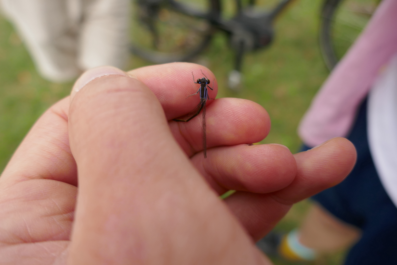 Libelle in der Hand gehalten