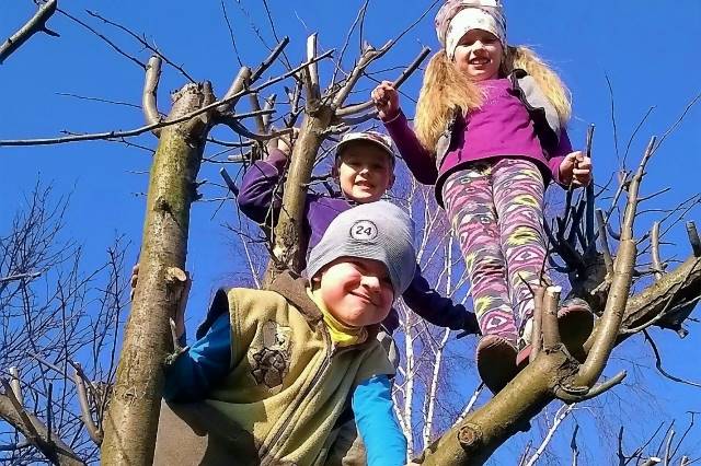 Drei Kinder stehen in einem Baum.